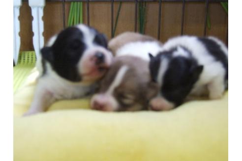 成約済の三重県のポメラニアン-27610の1枚目
